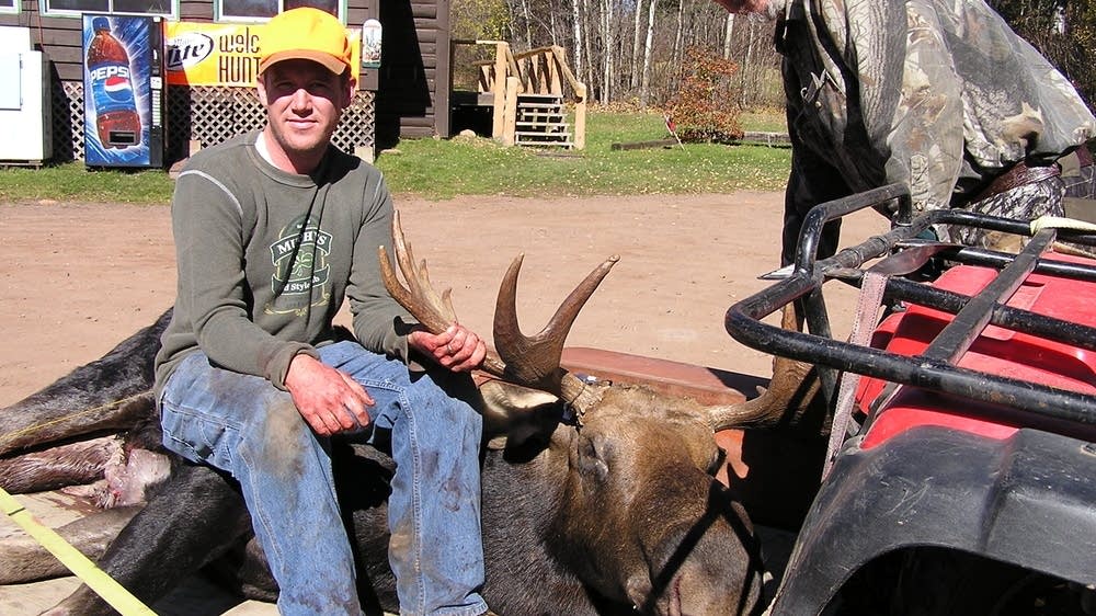 Moose population is down, so why are we hunting them? MPR News