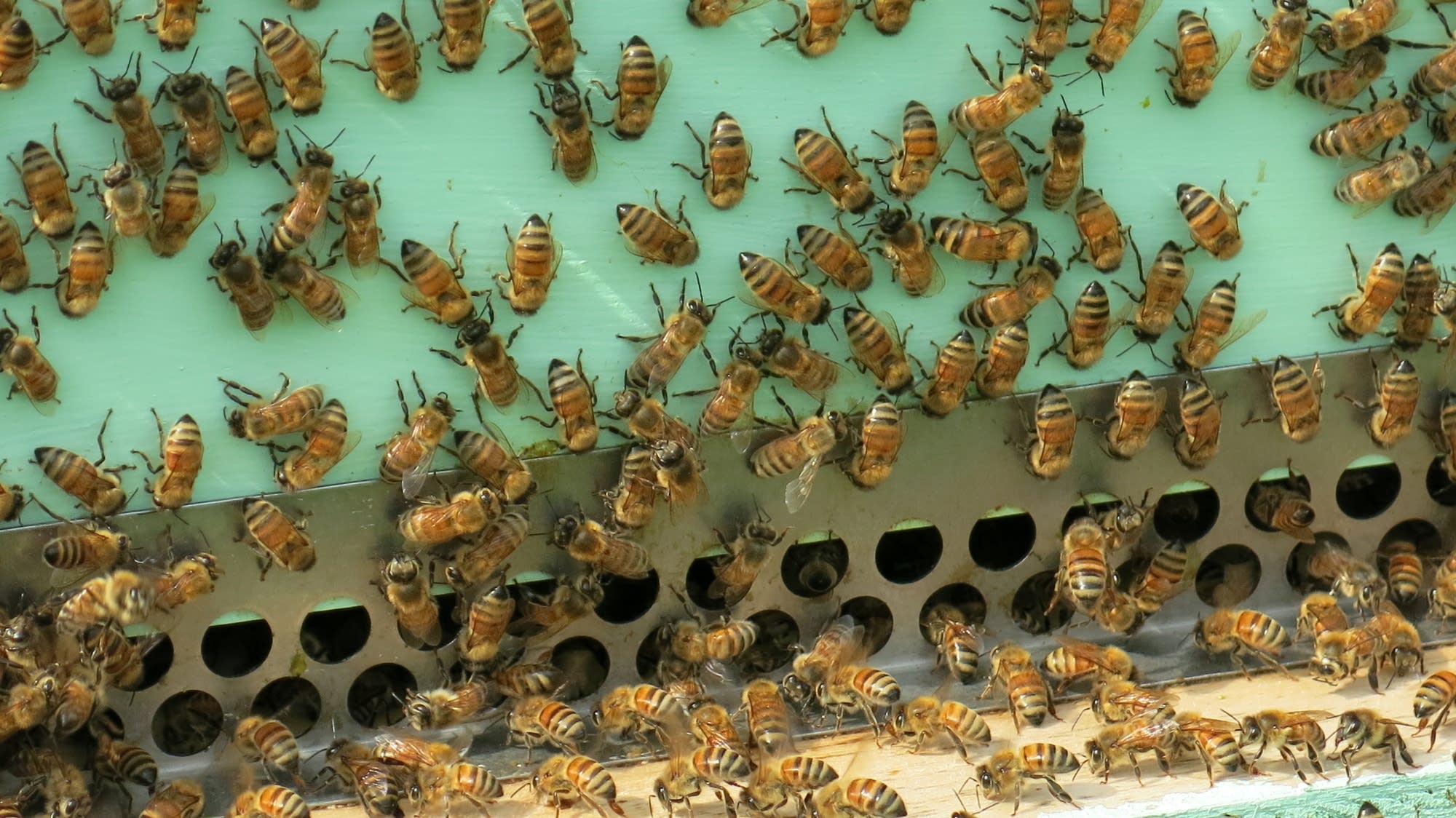 Honey bee losses continue to plague beekeepers - Vimarsana News