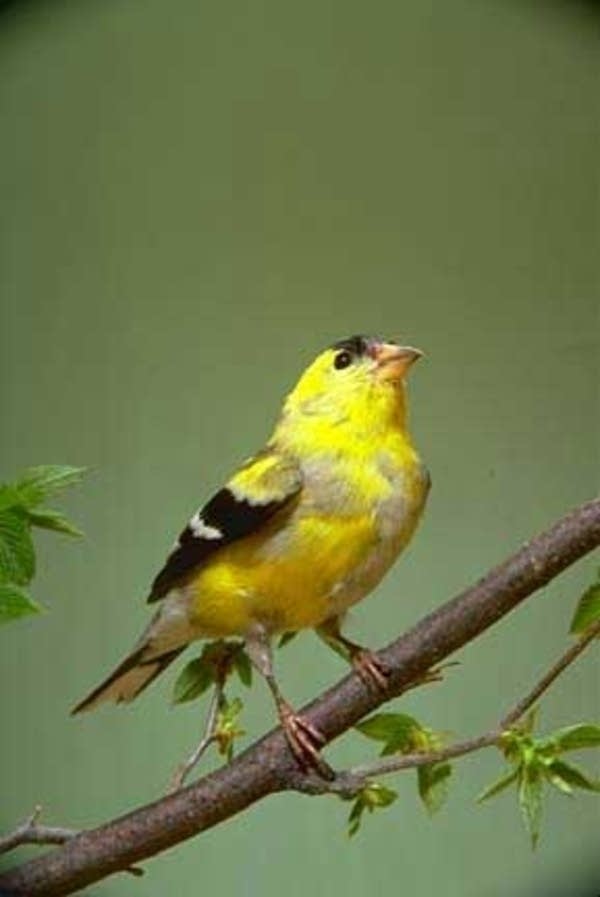 American goldfinch