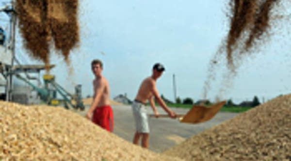 Belarusian workers sort grain after a wheat harvest in Yurievo, some 75 km north of Minsk.