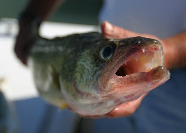 Study: Walleye reproduction not affected by Miss. River chemicals