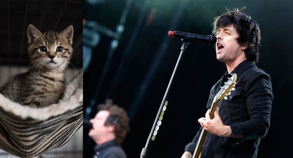 Young cat and Green Day