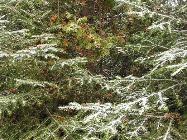 Balsam snow