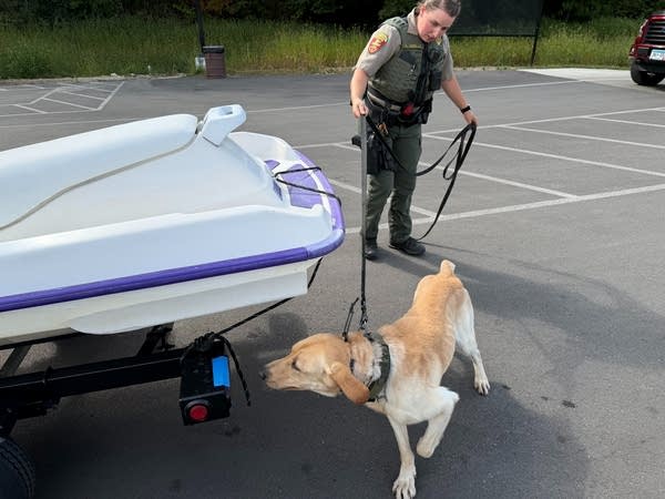 An officer and a dog inspect a small watercraft on a trailer in a parking lot.
