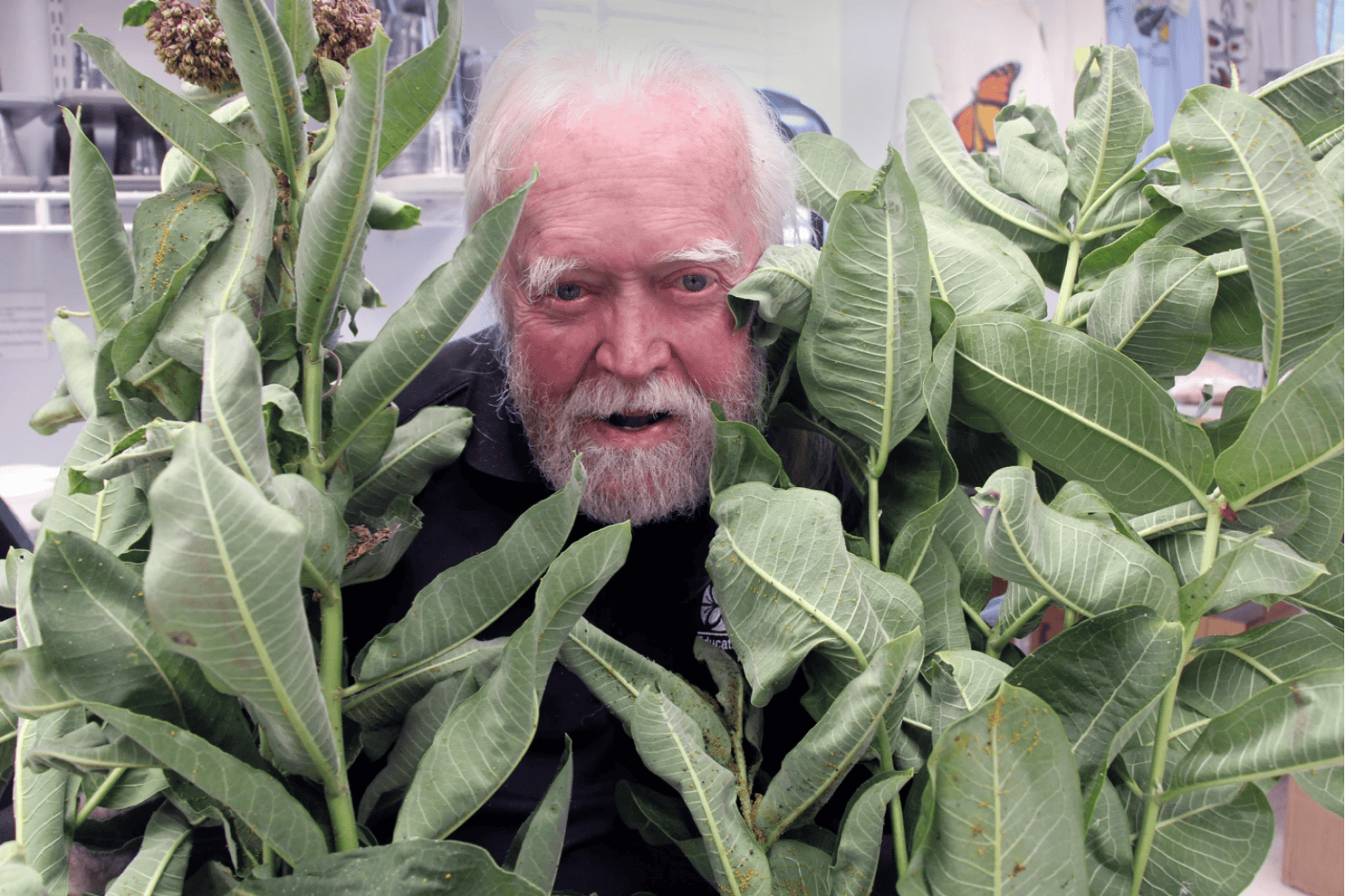 A man peaks through milkweed