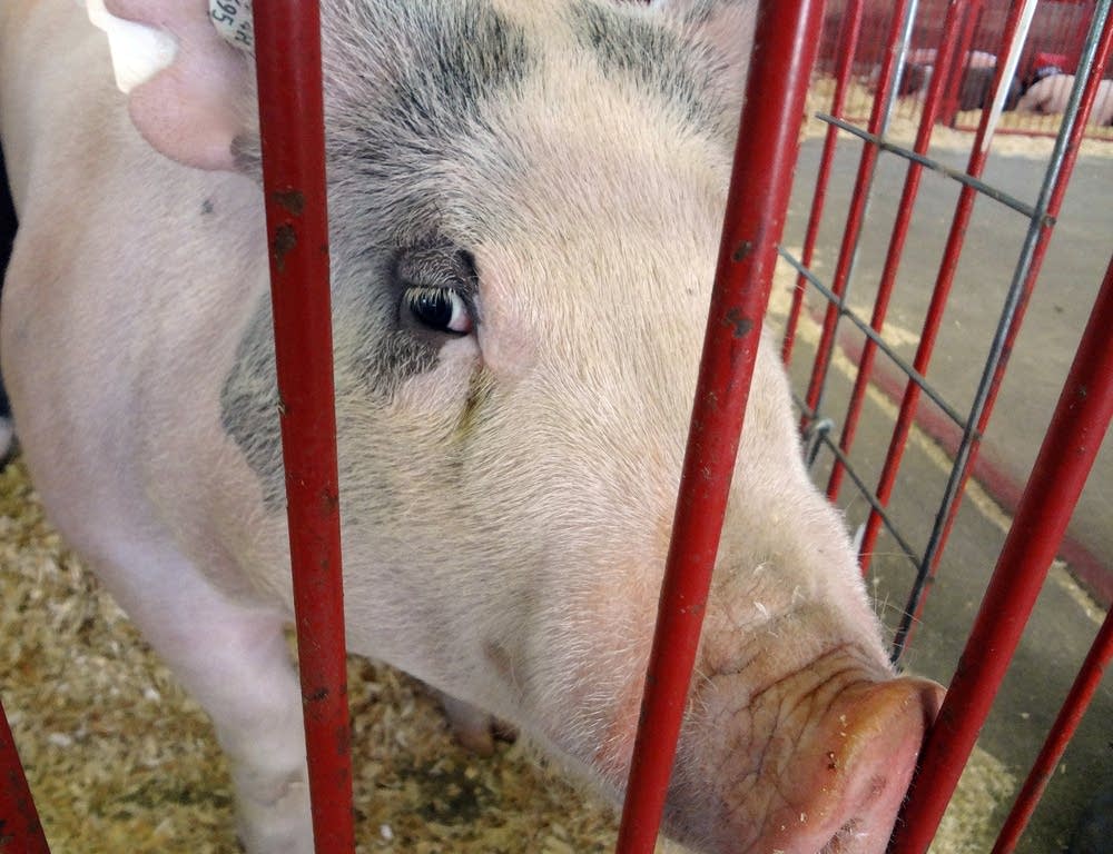 At the Steele County Fair