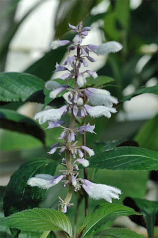 Salvia divinorum