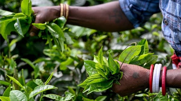 Above, a worker in Assam, India, plucks tea leaves at a tea garden. Stateside tea shop owner Rachel Rozner has stopped tea purchases from India in response to Trump's tariffs.