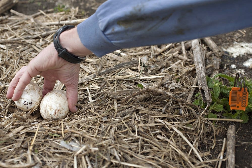 Reaching for eggs