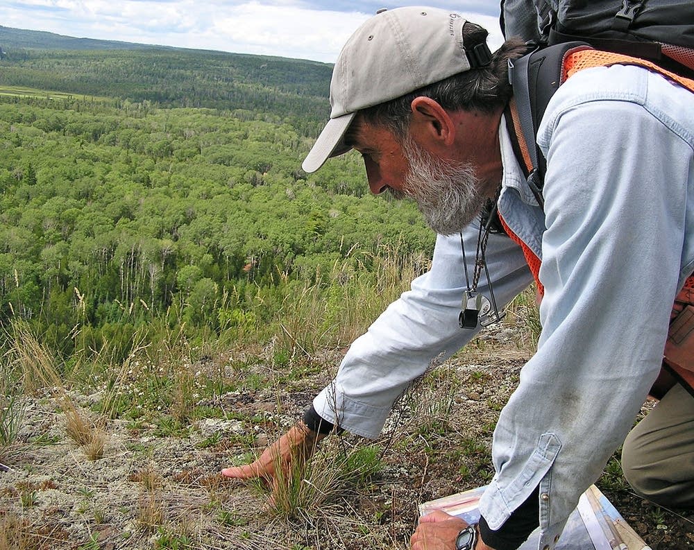 DNR botanist