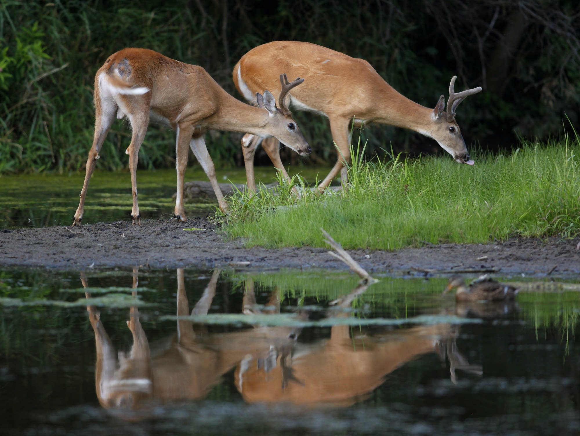 White-tailed deer in Michigan.