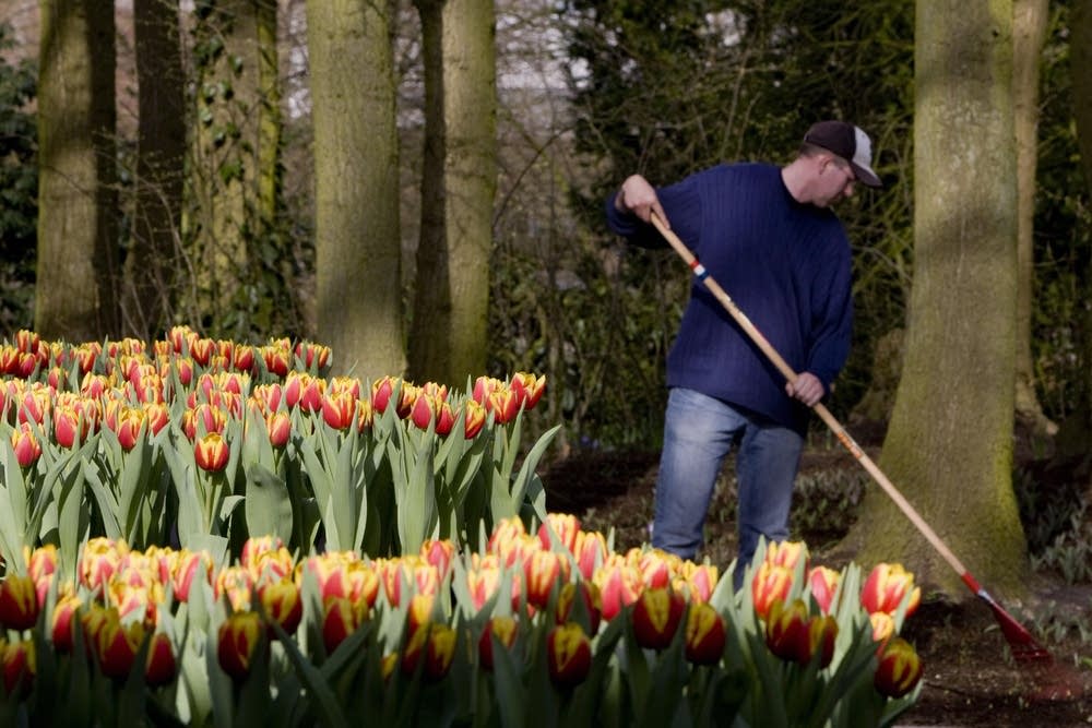 Tulips