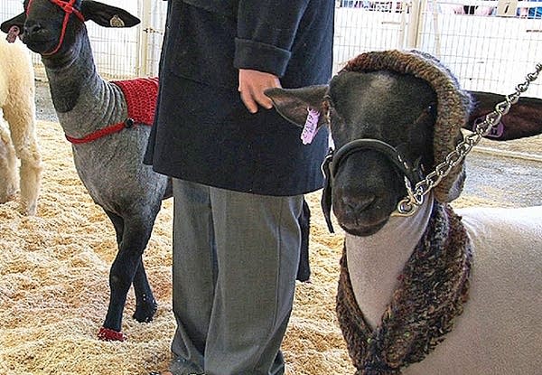 Lamb fashion at the fair