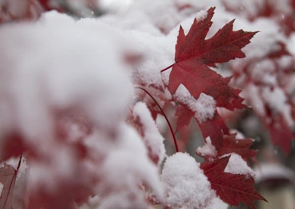 Red leaves on a tree are covered in snow. 