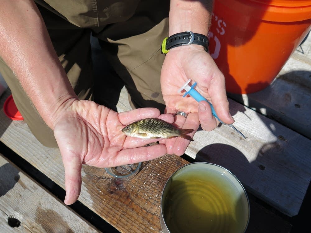 Tracking carp
