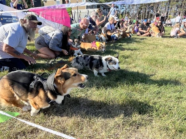People and dogs line up at the start of a race.