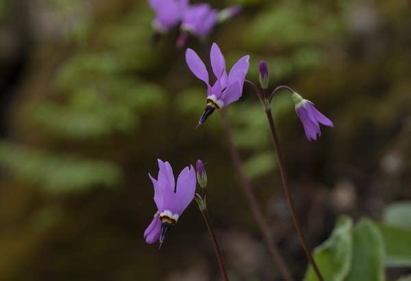 Jeweled shooting star flowers.