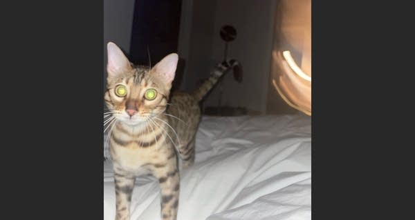 Action-blurred photo of cat Bubbles on bed 
