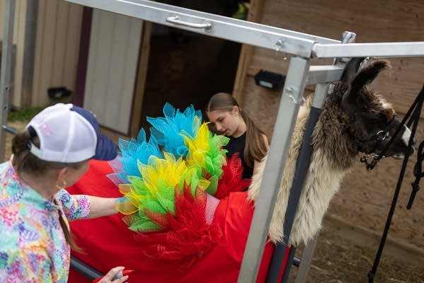 Two sisters and two llamas: The costume competition of the summer  