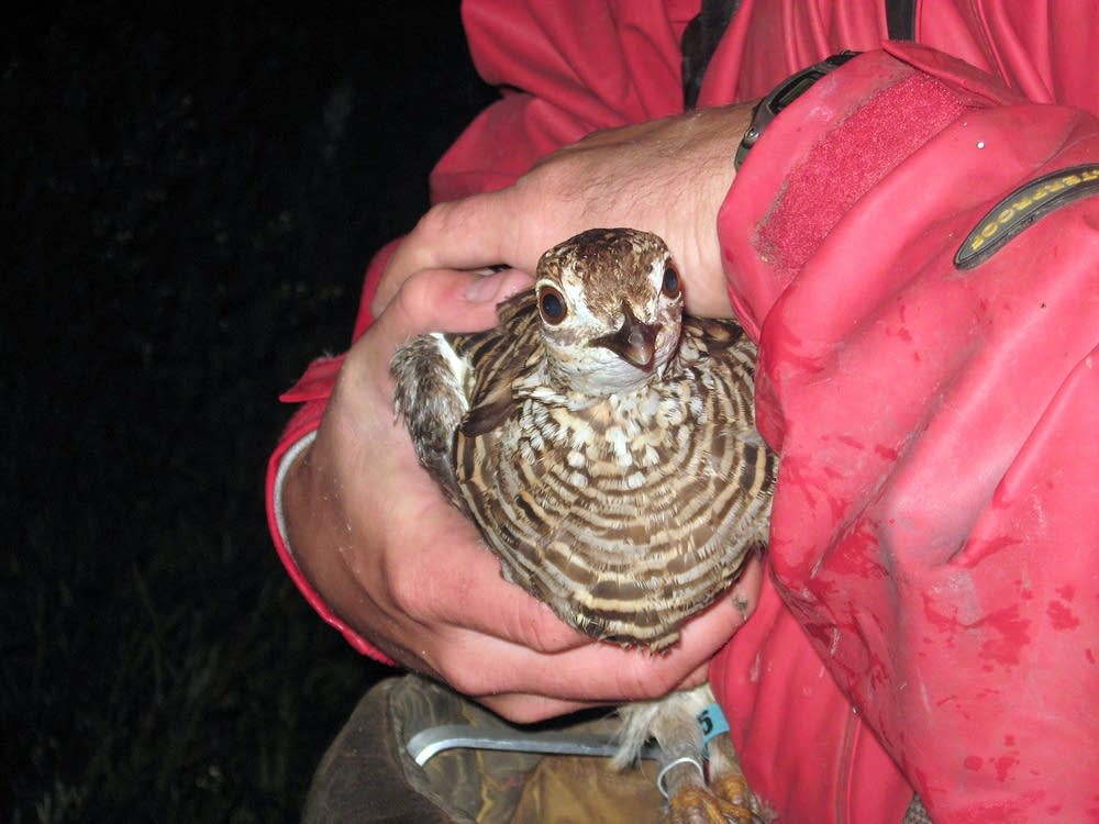 Captured hen