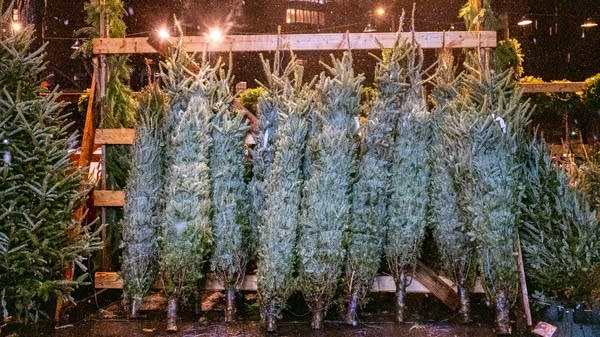 Christmas trees for sale in New York City.