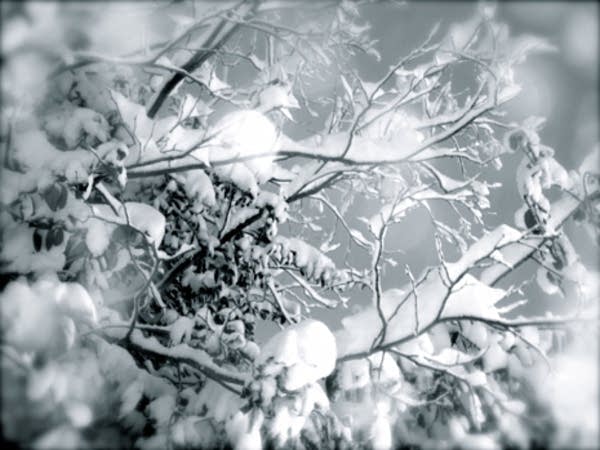 snow branches