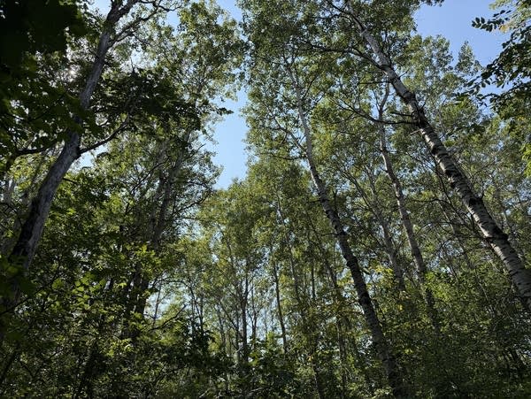 Looking up at the canopy in a forest