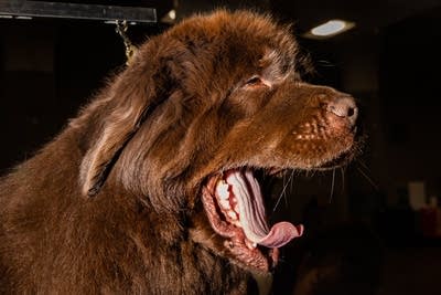 Joker, a brown newfoundland, yawns