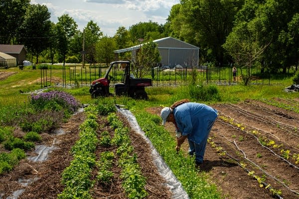 A person bends over in a large garden.