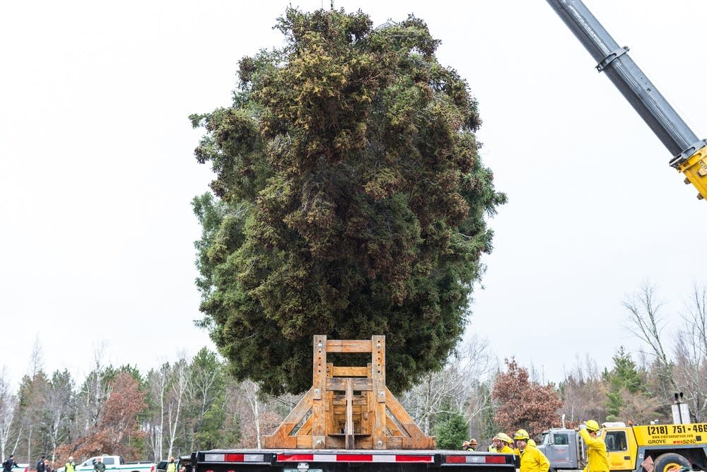 The tree is lowered onto the trailer.