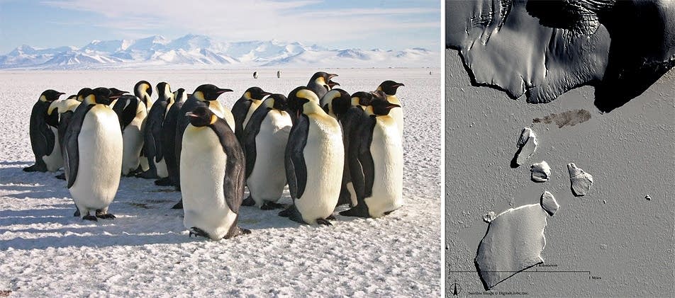 Penguin colonies from space