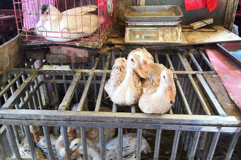 Live ducks await purchase.