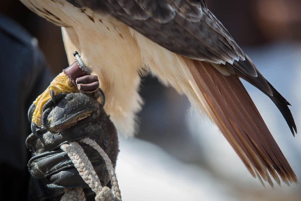 Falconer