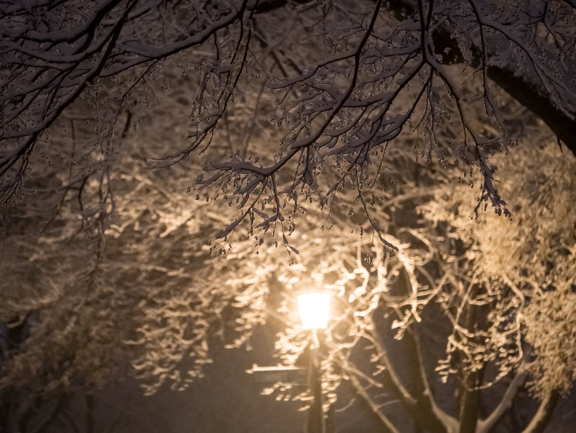 Snow accumulates on branches on Summit Avenue in St. Paul