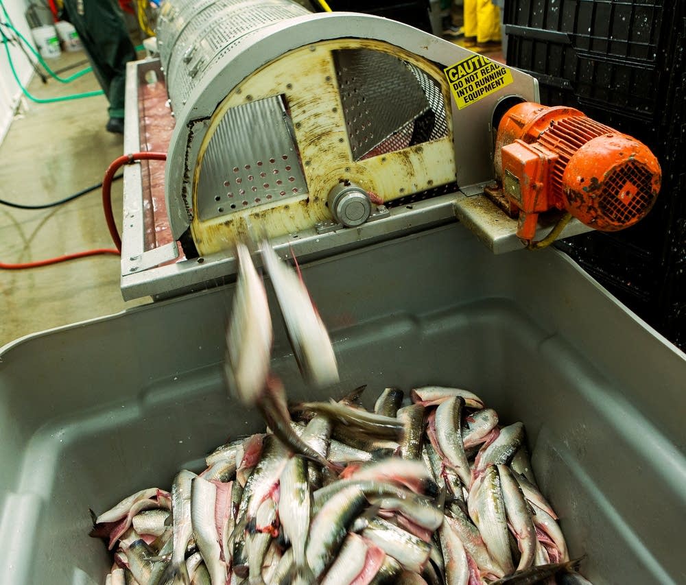 Photos Herring eggs are 'Lake Superior Gold' for Grand Marais fishery