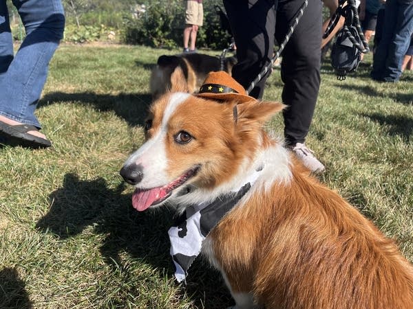 A corgi wears a small cowboy hat with a scarf.