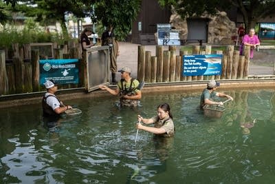 Four people stand in a pond