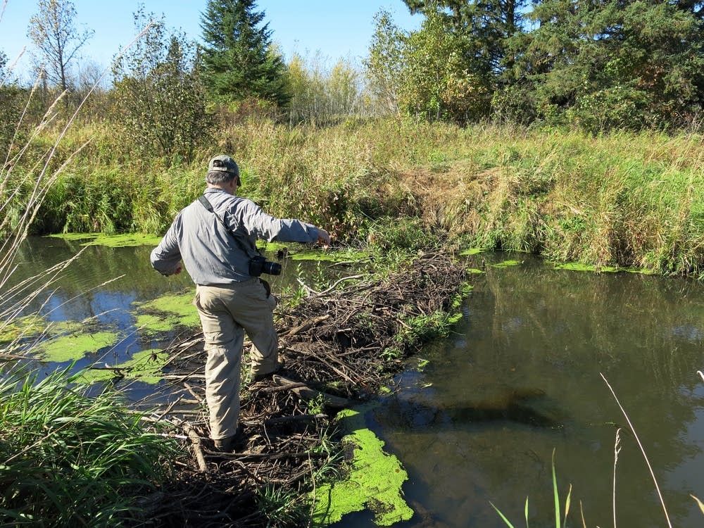 Chris Knopf crossed an abandoned beaver dam.