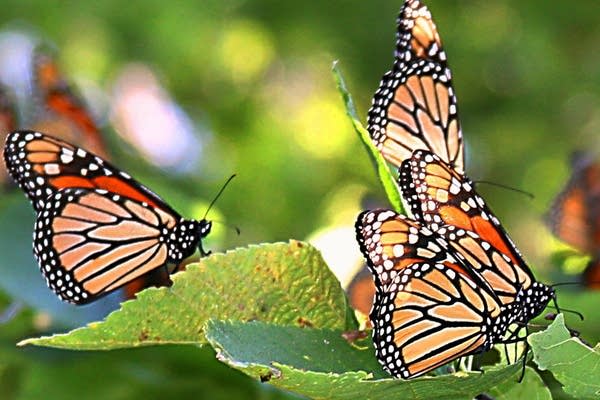 9:30 Coffee Break: Butterfly Songs