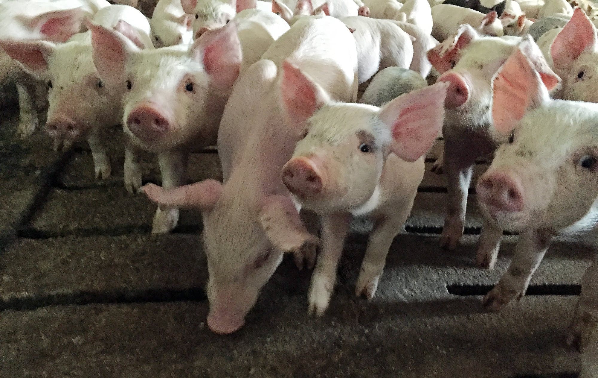 Pigs at Randy Spronk's farm.