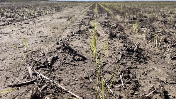 War in the Middle East is increasing the production cost of rice for farmer Casey Smith in Brazoria County, Texas. 
