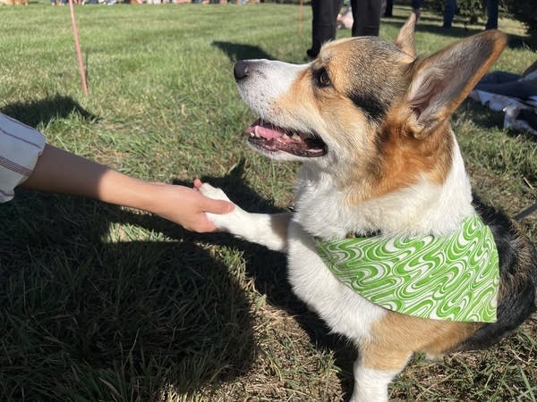 A corgi shakes his paw with a person's hand.