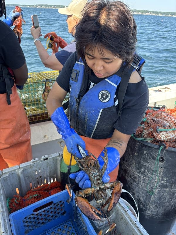 A woman measures a lobster in a boat.