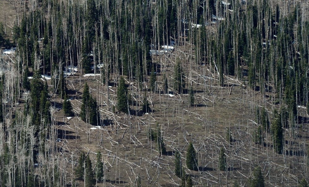 Pine trees killed by bark beetles
