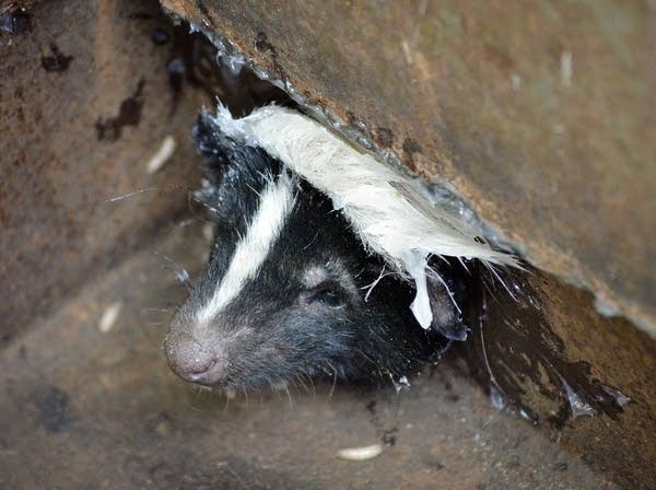 This is the story of a stuck skunk