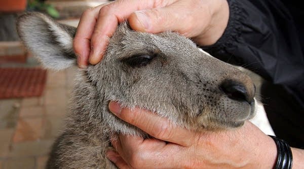 07/21/2017: One big threat to self-driving cars? Kangaroos