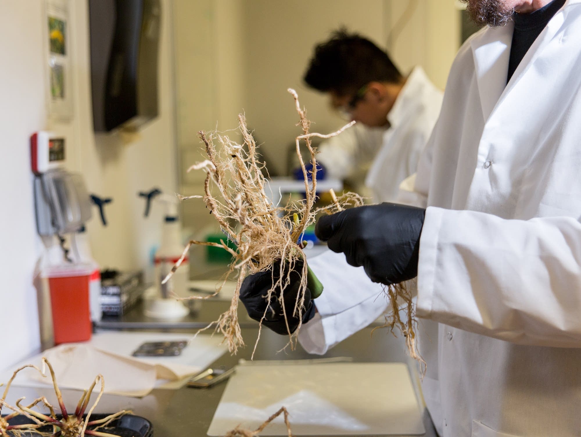 Pivot Bio scientists prepare corn roots to measure microbe colonization