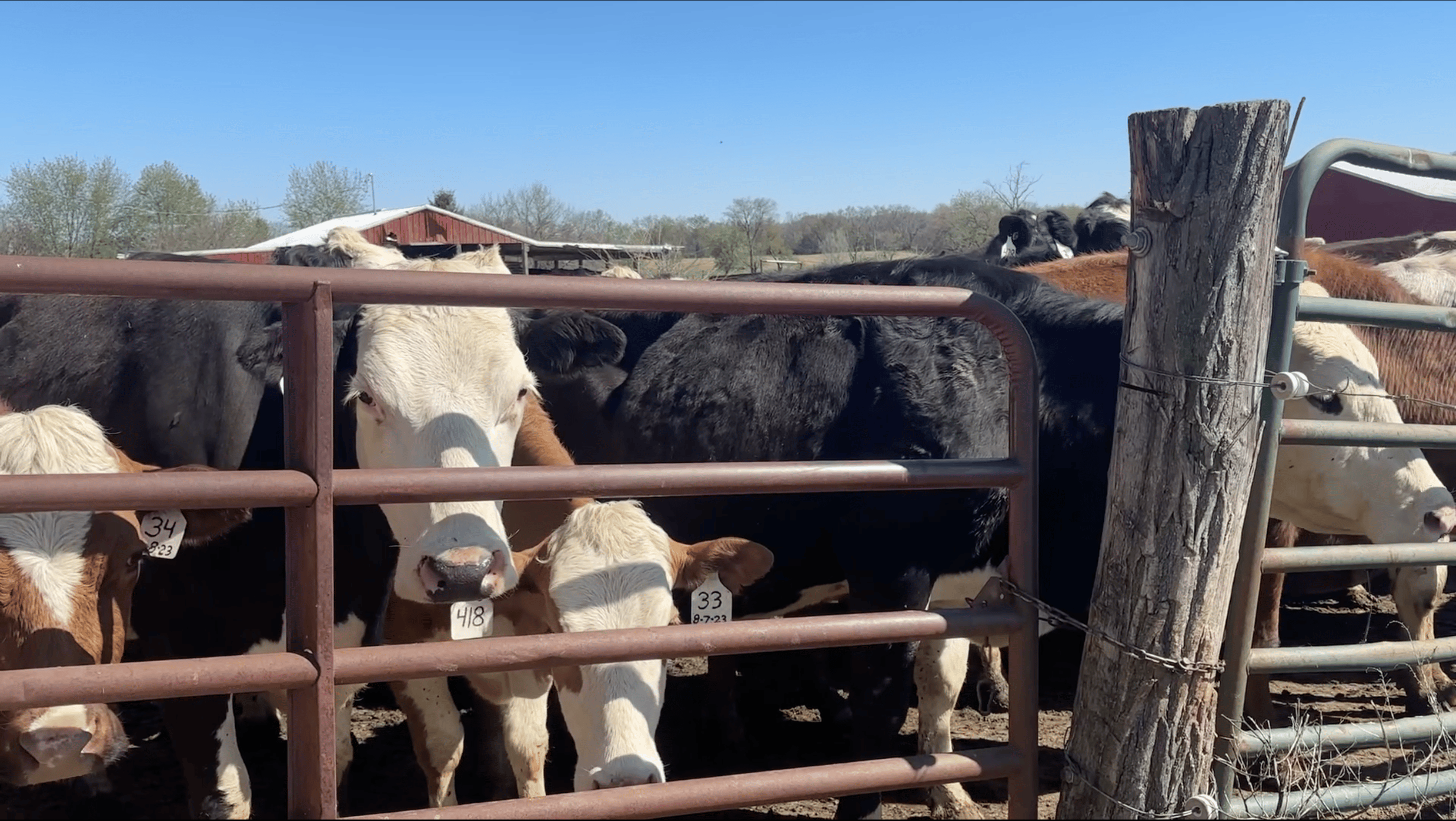 A herd of dairy cows stands pressed up against a pasture gate, staring at the photographer and mooing VERY loudly.