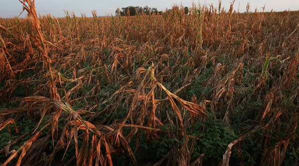 Corn plants dry in a drought-stricken farm field on July 17, 2012 near Fritchton, Ind. The corn and soybean belt in the middle of the nation is experiencing one of the worst droughts in more than five decades. Indiana was the nation's fourth largest corn producer in 2011.