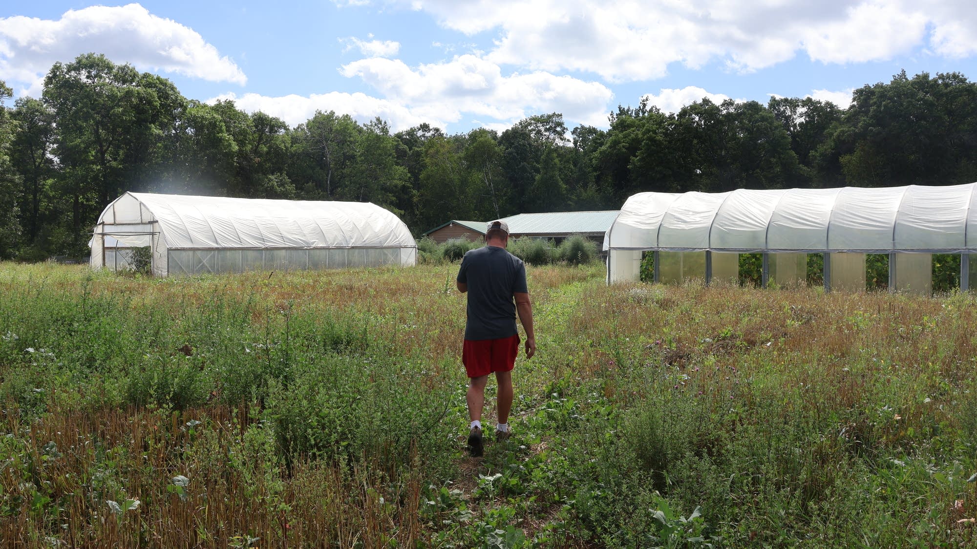 Crop health takes a hit as drought remains